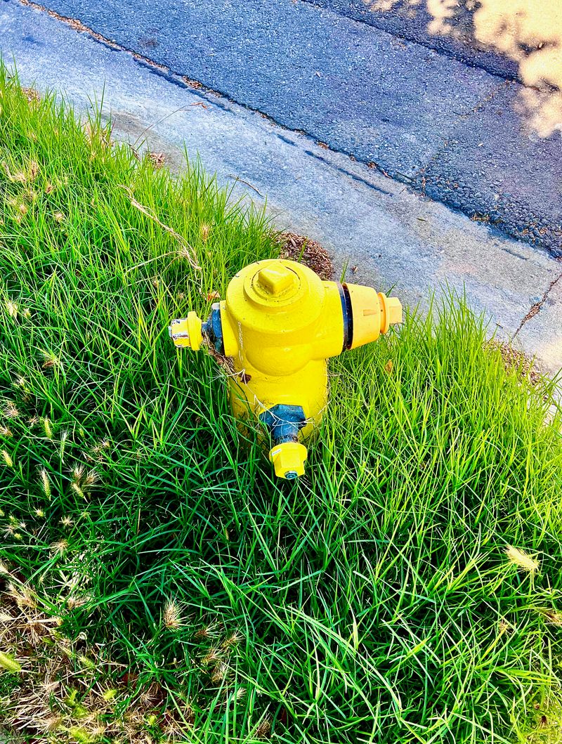 A yellow fire hydrant sprouting out of tall grass.