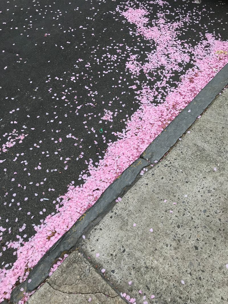 Pink flower petals gravitating toward a concrete sidewalk.